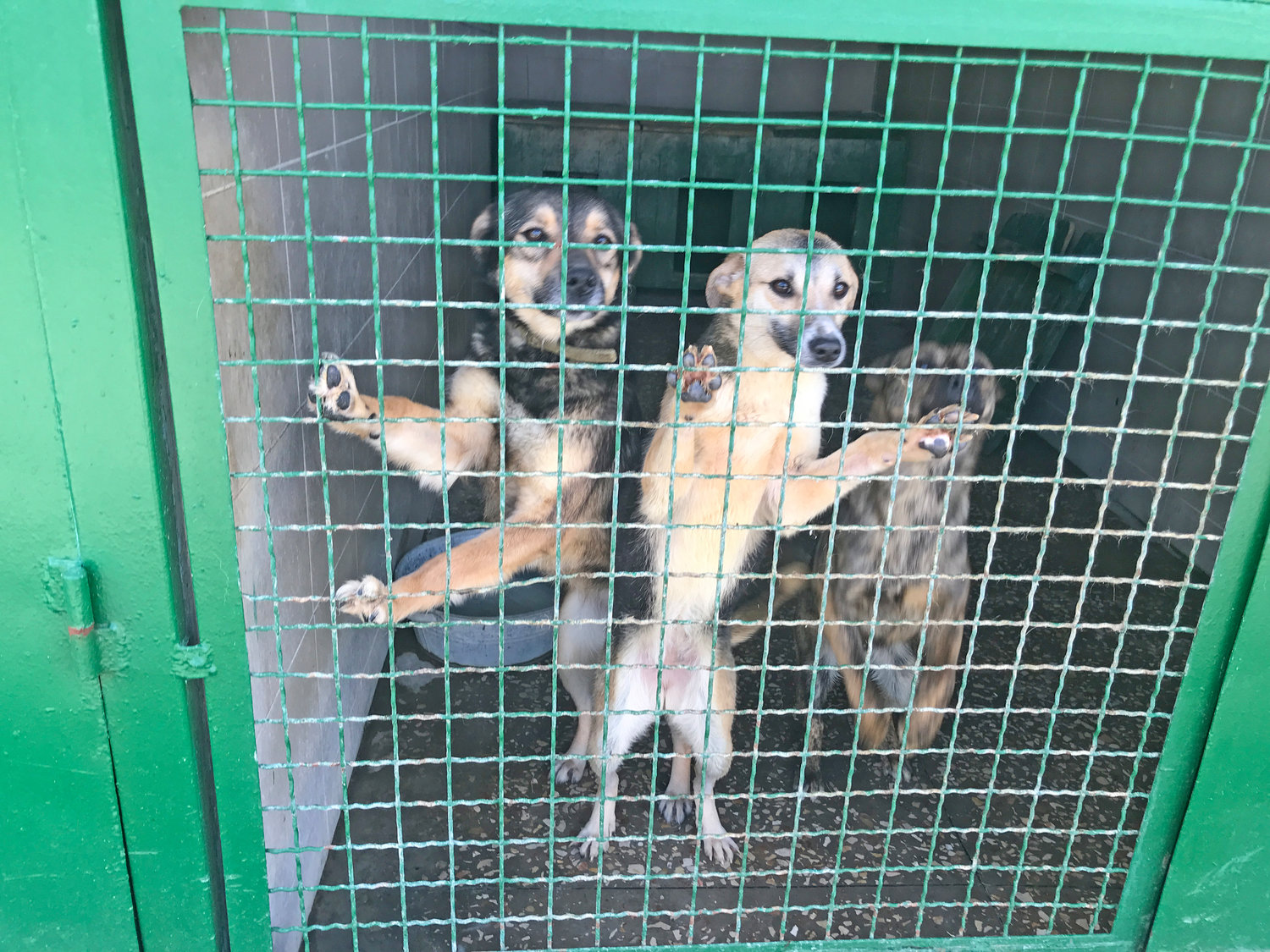 Dogs in a Kharkiv shelter.